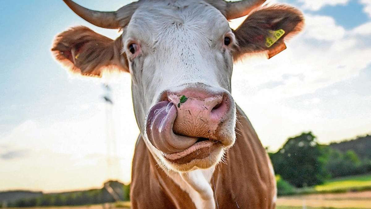 Wunsiedel: 90 Prozent der Kühe sind gutmütig