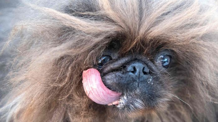 „Mr. Happy Face“: Mischling zum hässlichsten Hund der Welt gekürt