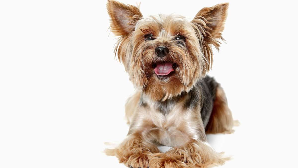 Hundehasser in Selb: Versteckte Tabletten in Ködern aus Speck