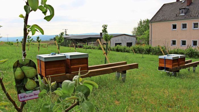 In Marktredwitz: Im Greenpark summen die Bienen