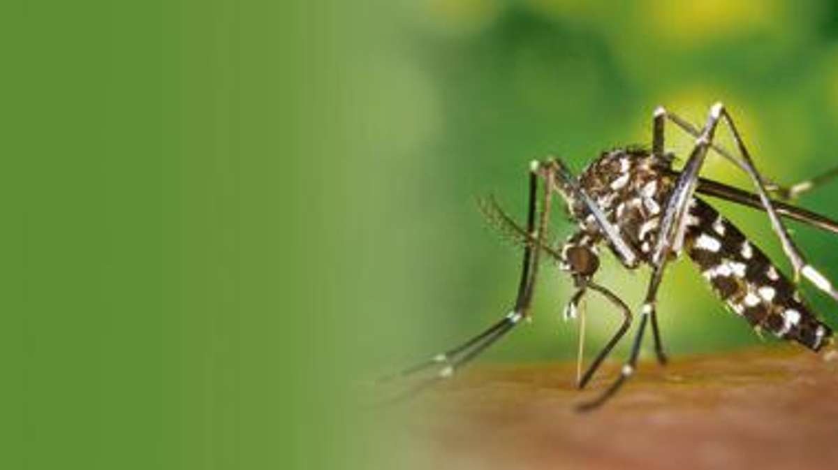 Länderspiegel: Zeigt her eure Mücken!