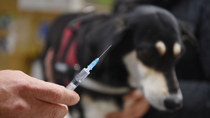 Wie oft ist Impfung gegen Tollwut bei Hunden nötig?