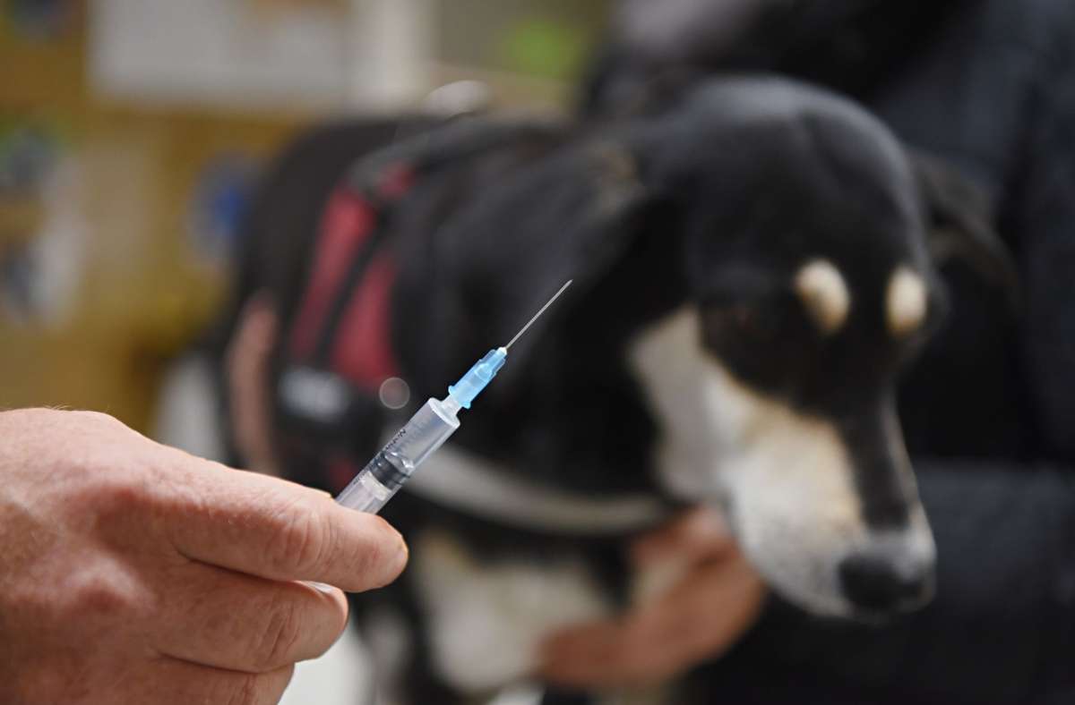 Ein Tierarzt hält vor einer Hündin eine Spritze mit einer Impfung gegen Tollwut in den Händen. Foto: dpa/Nicolas Armer