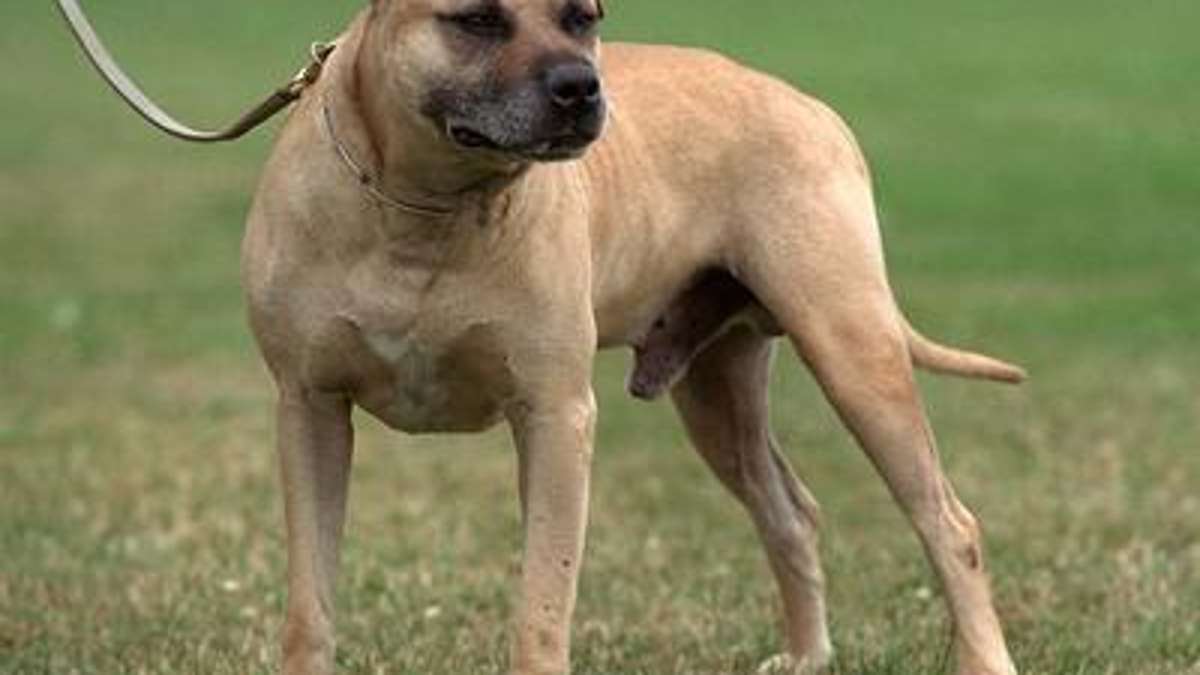 Hof: Kampfhund verletzt Hundebesitzer