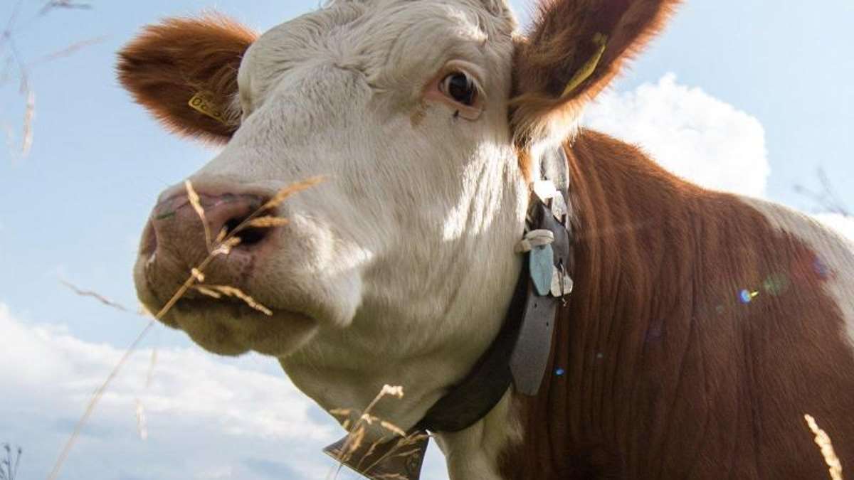 Hohenberg: Herrenlose Kühe streifen bei Hohenberg
