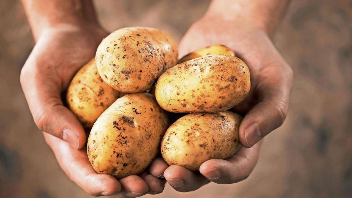 Pilgramsreuth: Lang lebe die Kartoffel