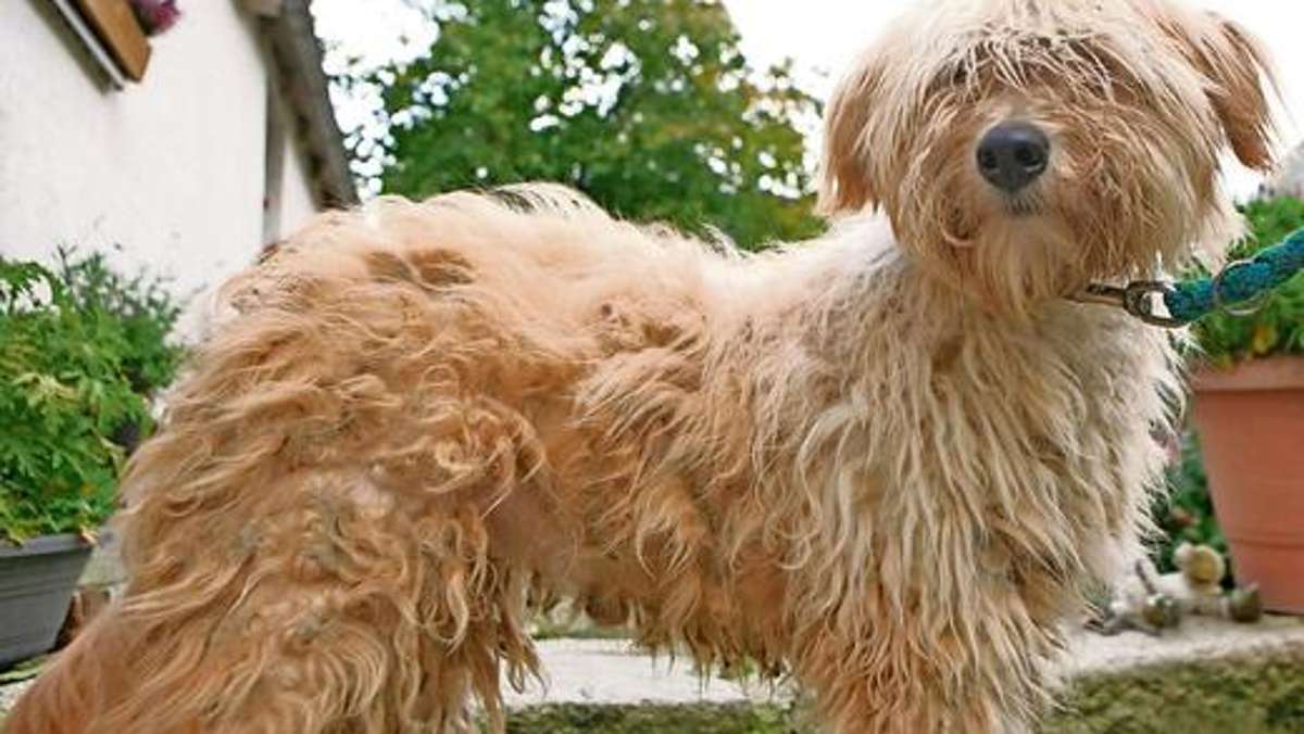 Hof: Schwere Vorwürfe gegen Hundehalter