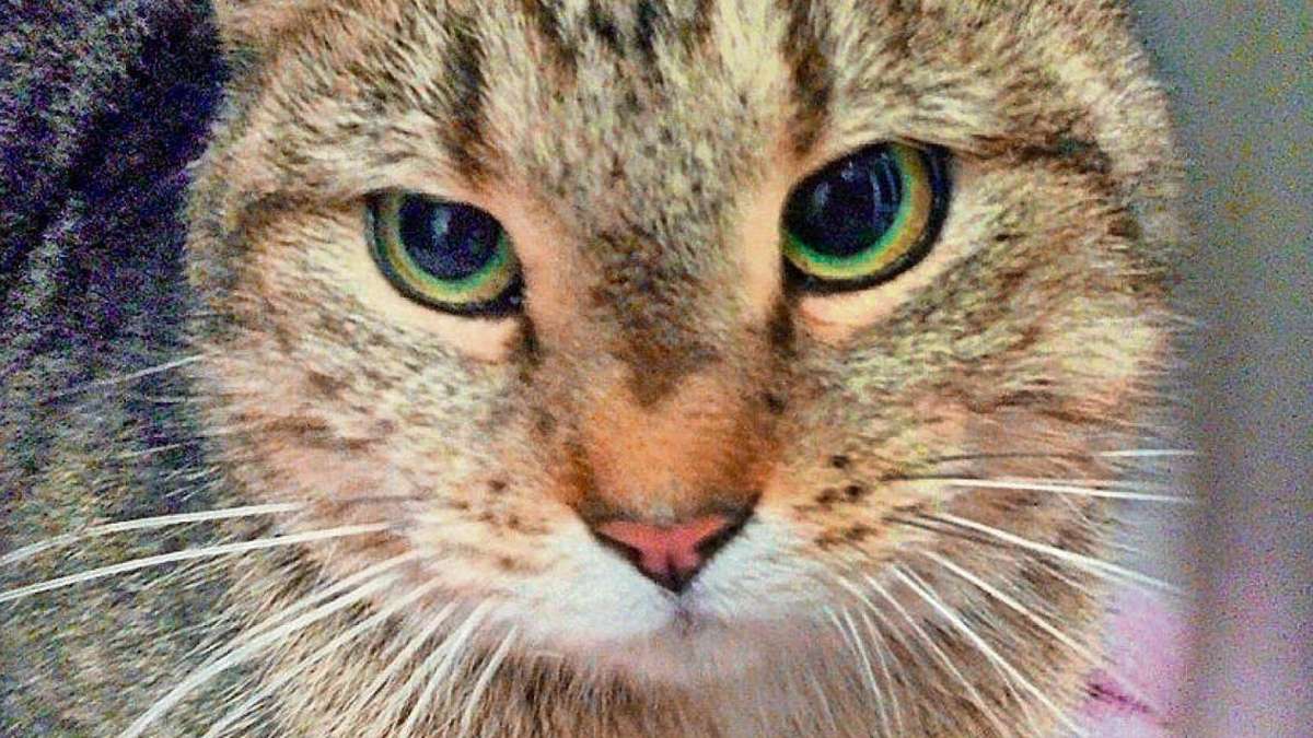 Hof/Regensdorf: Katze reist als blinder Passagier von Hof in die Schweiz