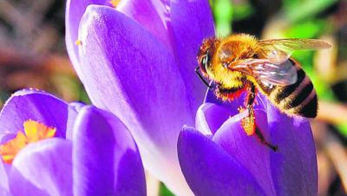 Marktredwitz: Heimischen Honig besser vermarkten