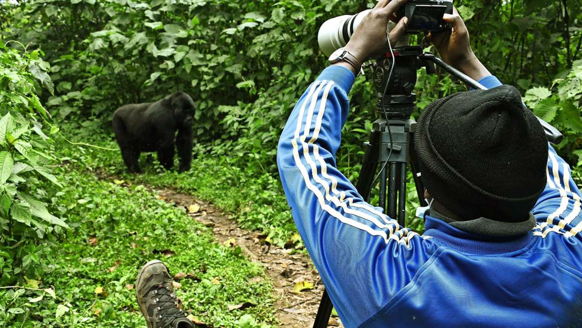 Reisen in Uganda: Auf den Spuren der Berggorillas in Uganda