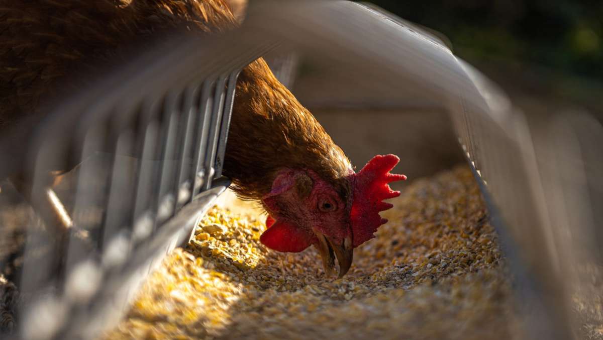 Vogelgrippe: Verschärfte Regeln sollen Geflügel schützen