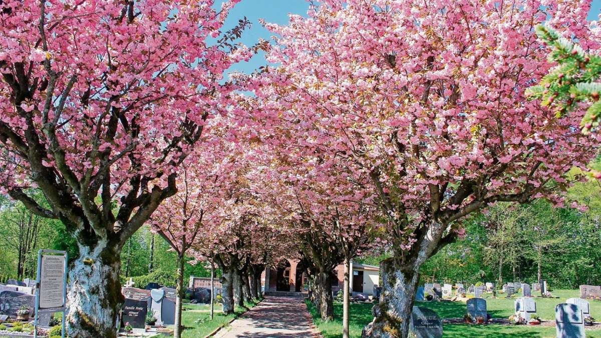 Münchberg: Friedhofsallee in voller Blütenpracht