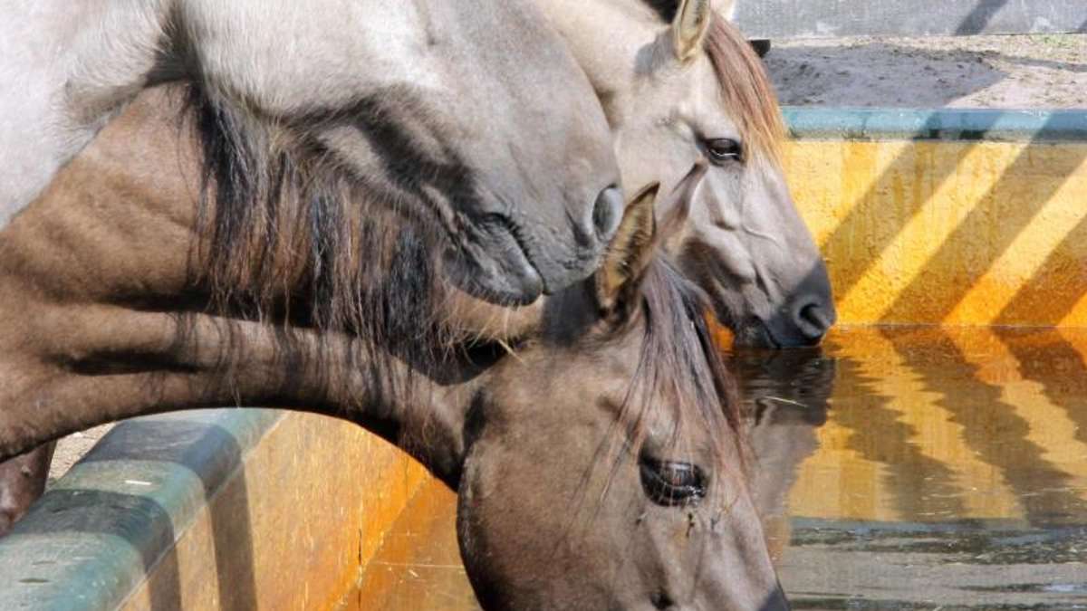 Suhl: Angriffe auf Pferde: Verletzungen im Genitalbereich - Kripo ermittelt