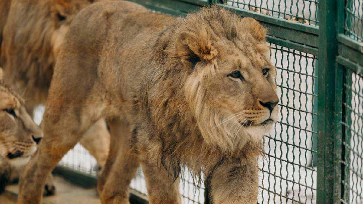 Vorfall in Osnabrück: Löwe verletzt junge Tierpflegerin in Zoo schwer