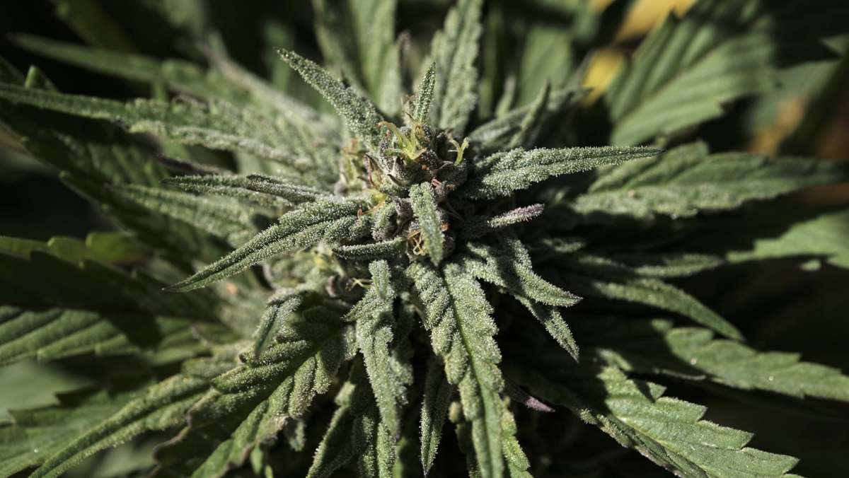Geroldsgrün: Polizei entdeckt zwei Marihuana-Aufzuchtanlagen