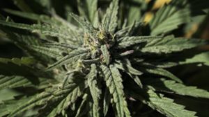 Polizei entdeckt zwei Marihuana-Aufzuchtanlagen