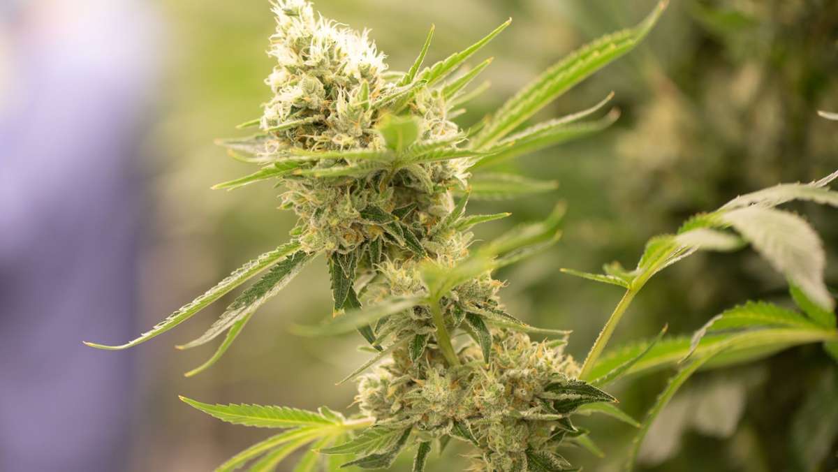 Gesundheit: Cannabis-Legalisierung: Prüfung von 29.000 Akten