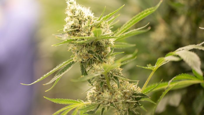 Cannabis-Legalisierung: Prüfung von 29.000 Akten