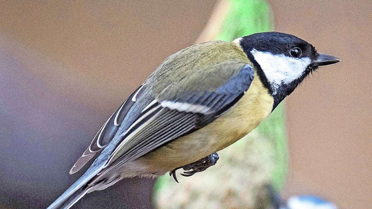Vogelschutz: Vögel kommen auch ohne Futterknödel aus