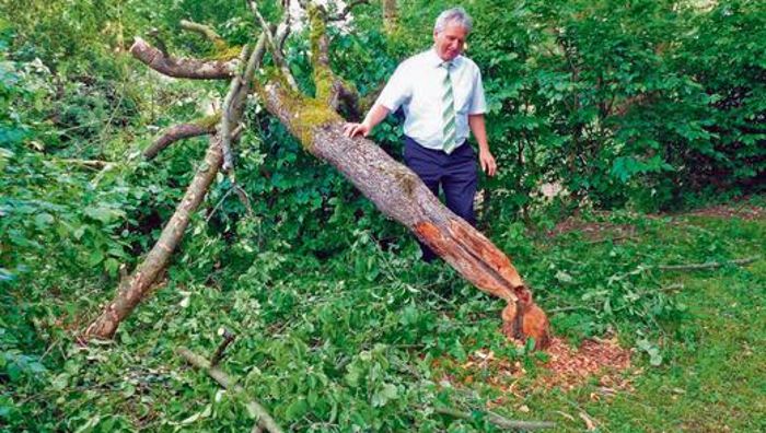 Frecher Biber: Baum des Bürgermeisters abgeknabbert