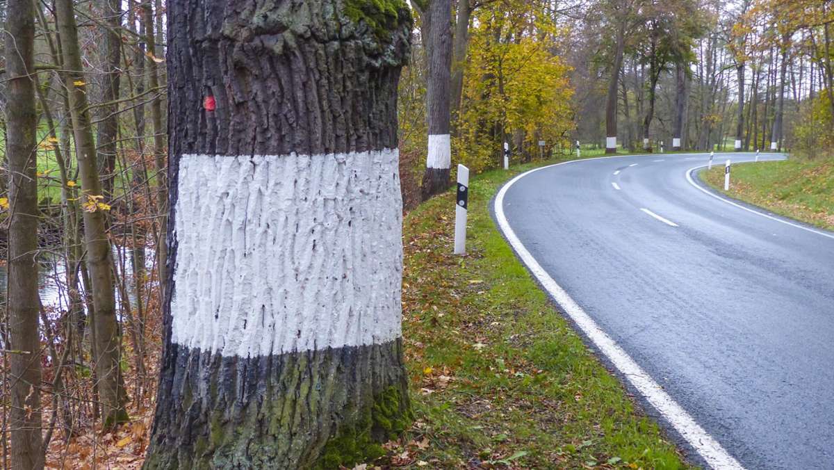 Protest der Grünen: „Ökologische Sünde“: Landkreis Hof will 31 Bäume fällen lassen