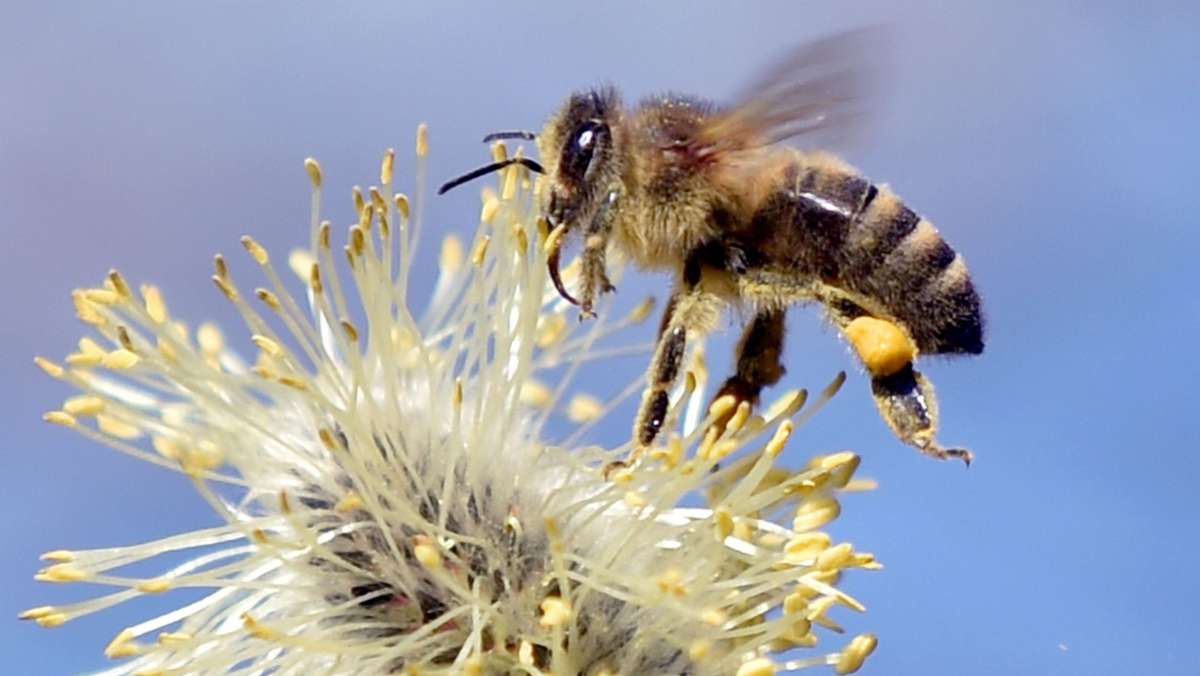 Forscher entwickeln  Coronatest: Trainierte Bienen erkennen das Coronavirus