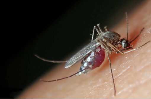 Stechmücken übertragen mittlerweile das West-Nil-Virus auch in Deutschland. Foto: imago images/imagebroker/imageBROKER/Heinz Krimmer via www.imago-images.de