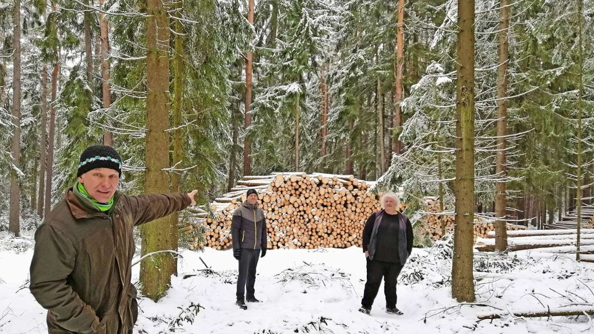 Silberstreif für Waldbesitzer: Holzpreise stabilisieren sich