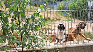 Casa Animale: Ein Hof für herrenlose Hunde