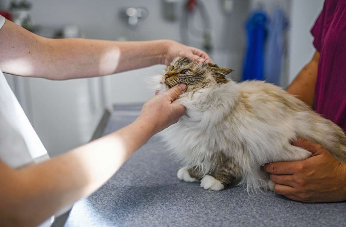 Katzenhaltern wird empfohlen, ihr Tier ab einem Alter von etwa elf Jahren mindestens einmal im Jahr, besser sogar zweimal, beim Tierarzt für eine Vorsorgeuntersuchung vorzustellen. Foto: Ina Fassbender/dpa