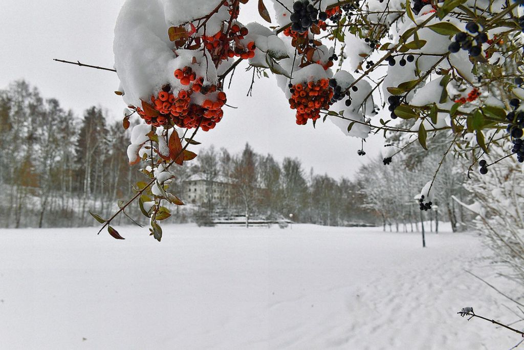 Der hoffentlich verschneite Rosenthal-Park wird am 26. Januar die Kulisse für das "Winterwonderland" des Selber Jugendbeirates sein. Foto: Florian Miedl