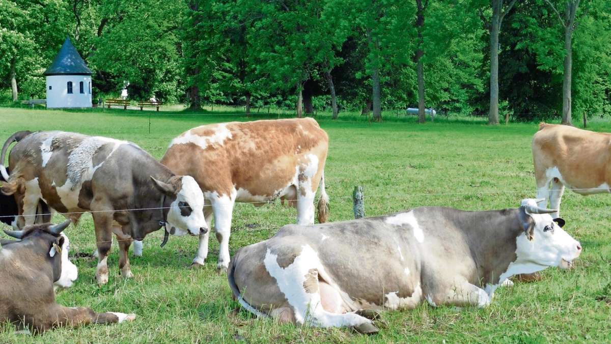 Fichtelgebirge: Wenig Platz für Kühe auf der Weide