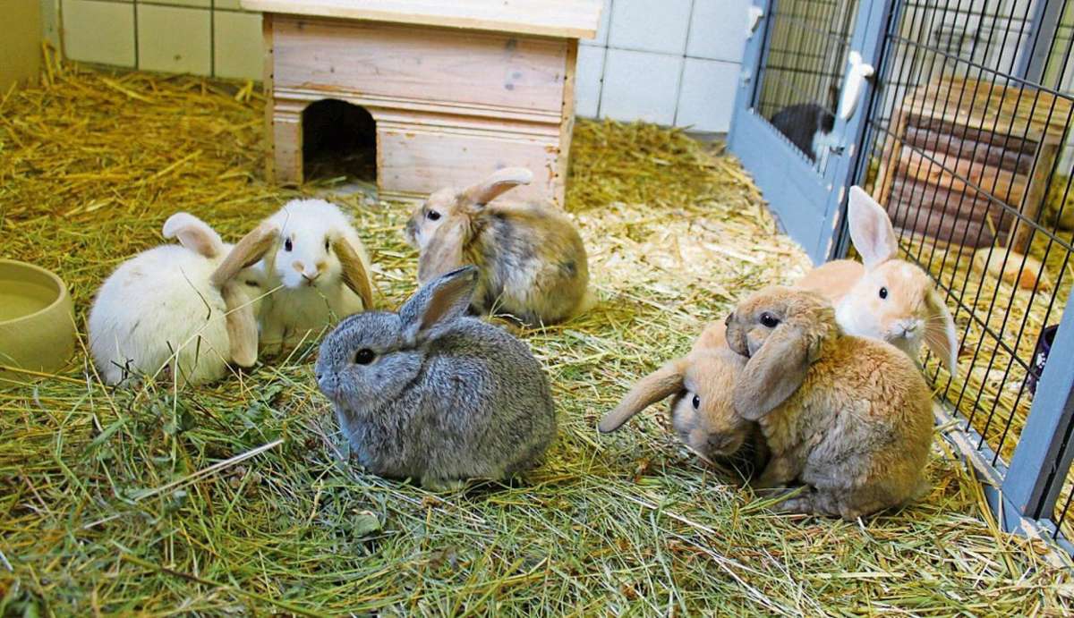 Rund fünf Wochen sind die Kaninchen alt. Im Tierheim Breitenbrunn haben sie endlich genug Platz zum Toben.