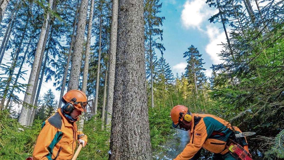 Fichtelberg/Wunsiedel: Starker Frost ist ideal zum Bäume fällen