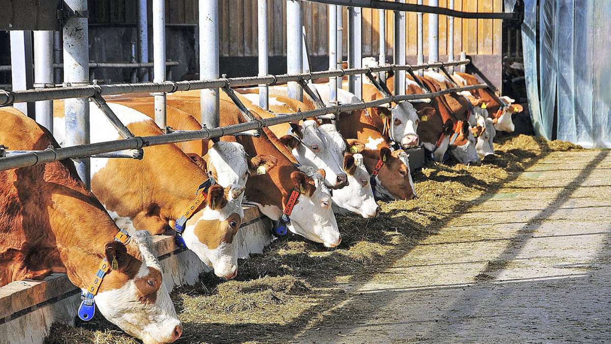 Hohe Milchpreise: Für Landwirte bleibt kaum was übrig