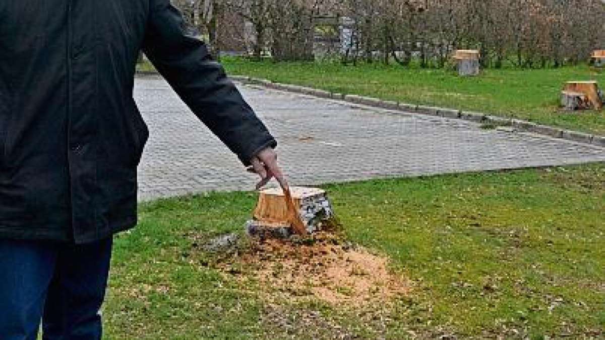 Pechbrunn: Gemeinde lässt sieben Birken fällen