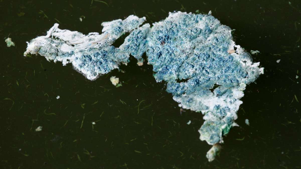 Fichtelgebirge: Blaualgen im Weißenstädter See
