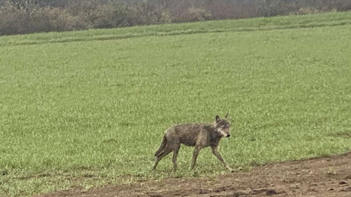 Wolf im Fichtelgebirge: Junger Wolf spaziert durch Braunersgrün