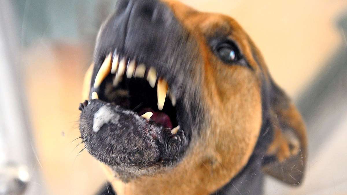 Frau muss ins Krankenhaus : 60-Jährige von Hund gebissen