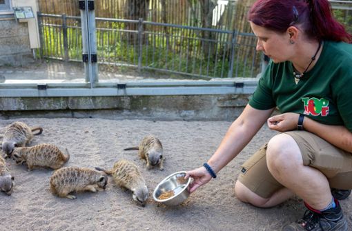 Tierpflegerin Stefanie Hegner bei der Fütterung. Während sie ihre Arbeit tut, geht es im Hintergrund um die Zukunft des Zoos. Foto: /Frank Mertel