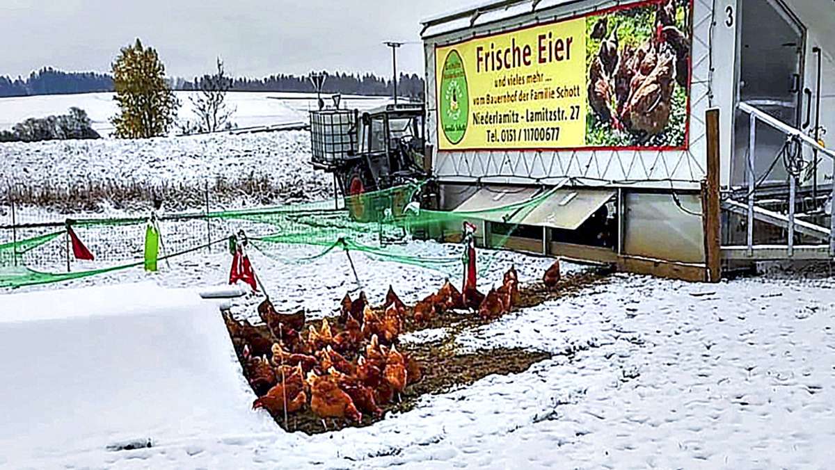 Geflügelpest: Hühnern droht Stubenarrest