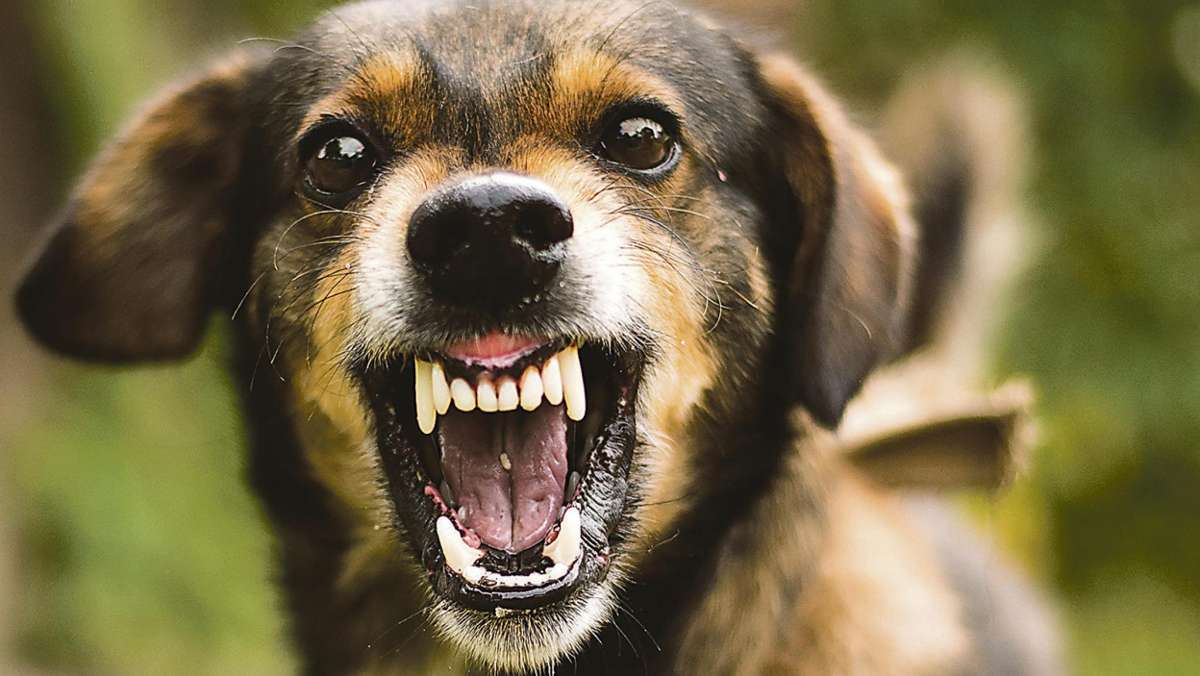 Bad Steben: Bad Steben: Angeleinter Hund beißt Mann in den Arm
