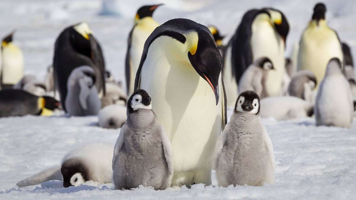 Kaiserpinguine in Not: Eisschmelze bedroht Ikonen der Antarktis