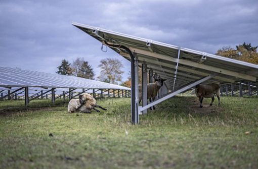 Photovoltaik-Anlagen können auch Biotope und Weidenflächen anbieten. Foto: /Florian Gaertner/photothek.de/imago