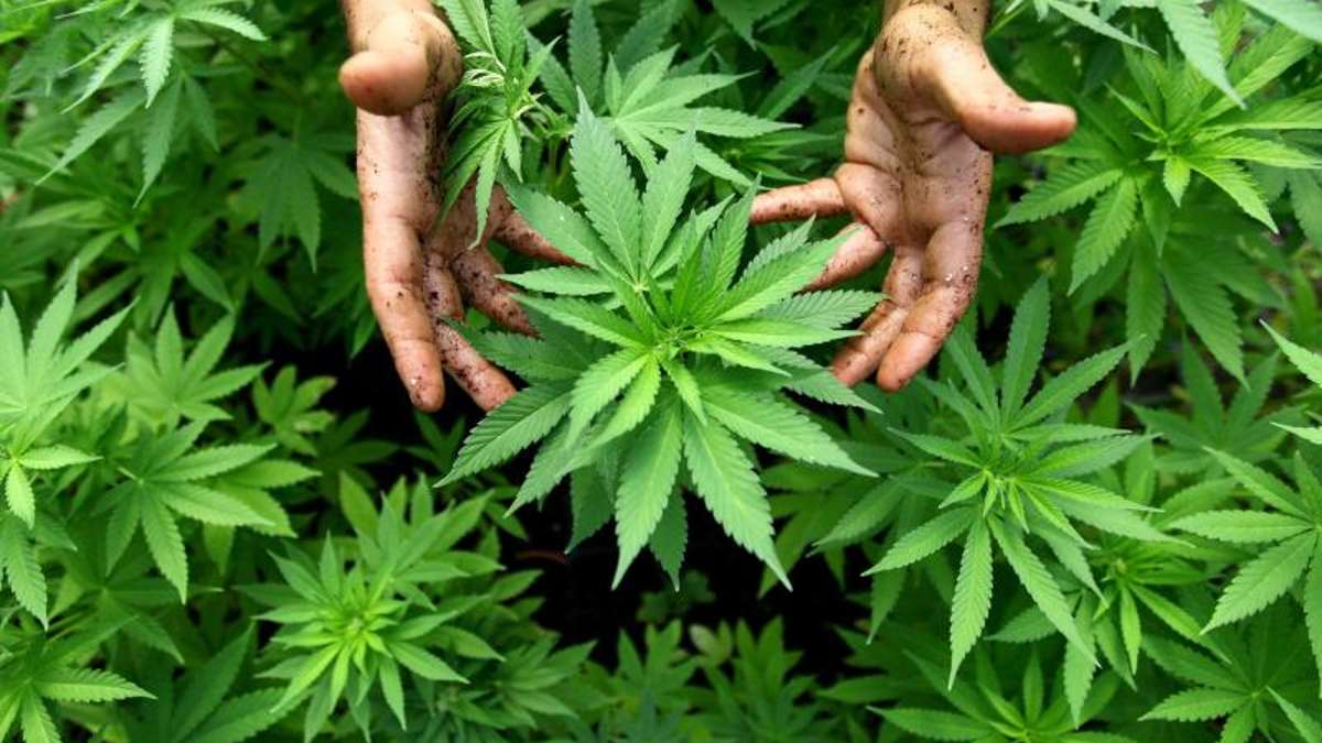 Selb: Polizei stößt in Selb auf Cannabis-Plantage