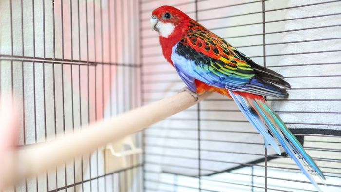 Hofs buntester Vogel: Papagei ist in Sicherheit