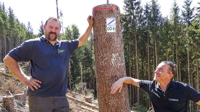 Ärger nach Holzernte: Stolperfallen im Frankenwald