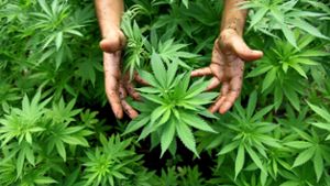 Cannabispflanzen entdeckt