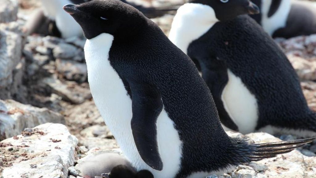 Artenvielfalt gedeiht: Pinguine und Robben düngen die Antarktis