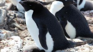 Pinguine und Robben düngen die Antarktis